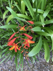 Crocosmia