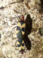 Dysdercus lunulatus