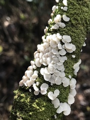 Favolaschia