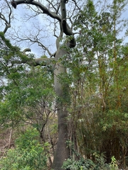 Ceiba trischistandra