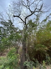 Ceiba trischistandra
