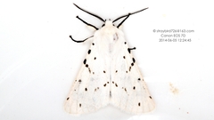 Spilosoma lubricipeda