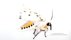 Spilosoma lubricipeda