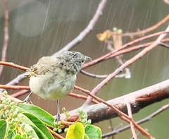 Chlorodrepanis flava