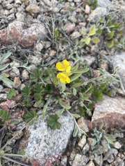 Physaria tenella