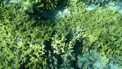 Porites cylindrica