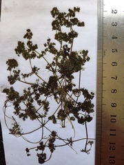 Nitella hyalina