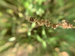 Carex triangularis