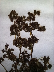 Nitella hyalina