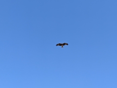 Milvus migrans lineatus