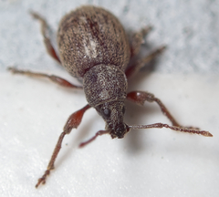 Otiorhynchus smreczynskii