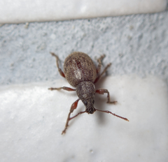 Otiorhynchus smreczynskii