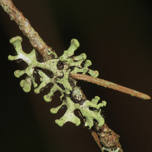 Loop lichens