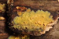Sarcodontia uda