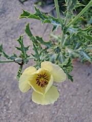 Argemone subfusiformis