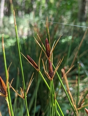 Marsippospermum grandiflorum