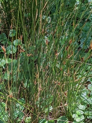 Marsippospermum grandiflorum