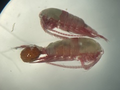 Diaptomidae