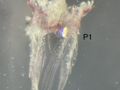 Diaptomidae