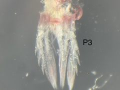 Diaptomidae
