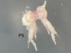 Diaptomidae
