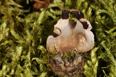 Peltigera didactyla
