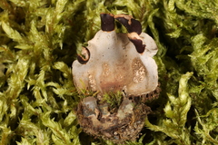 Peltigera didactyla