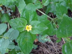 Calyptocarpus vialis
