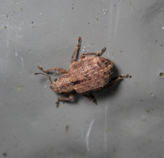 Strophosoma melanogrammum