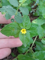 Calyptocarpus vialis