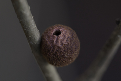 Disholcaspis globosa