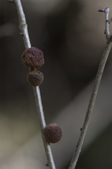 Disholcaspis globosa