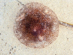 Chrysaora pentastoma