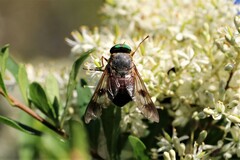 Scaptia maculiventris