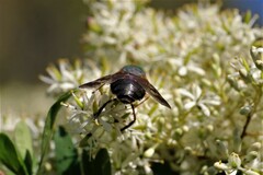Scaptia maculiventris