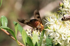 Scaptia maculiventris