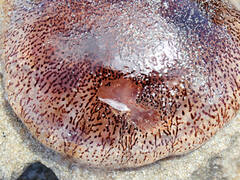 Chrysaora pentastoma