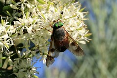 Scaptia maculiventris