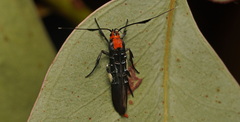 Coracistis erythrocosma