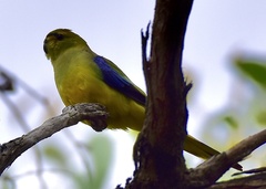 Neophema chrysostoma