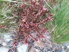 Epilobium porphyrium