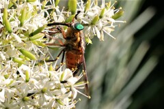 Scaptia maculiventris
