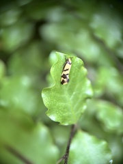 Olbonoma triptycha