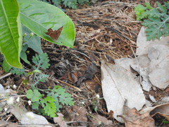 Abisara bifasciata suffusa