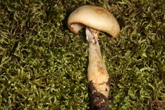 Phlegmacium hedyaromaticum