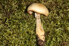 Phlegmacium hedyaromaticum