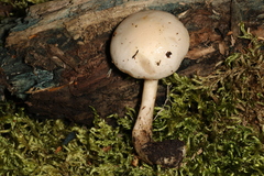 Pholiota lenta