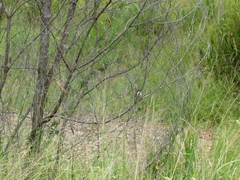 Malurus