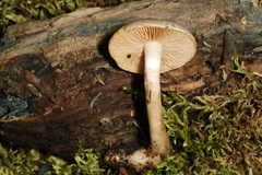 Pholiota lenta