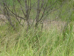 Malurus